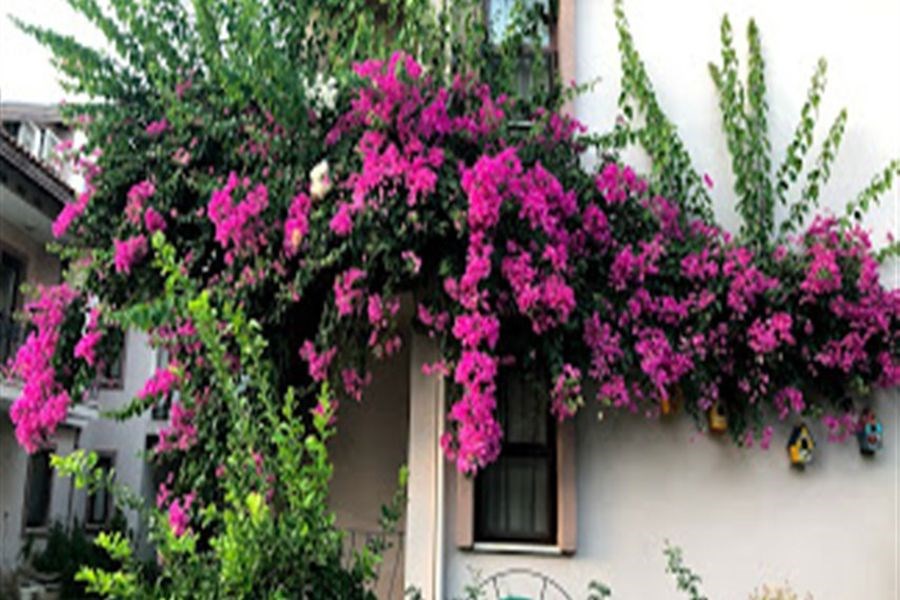 Vira Apart Hotel & Suites